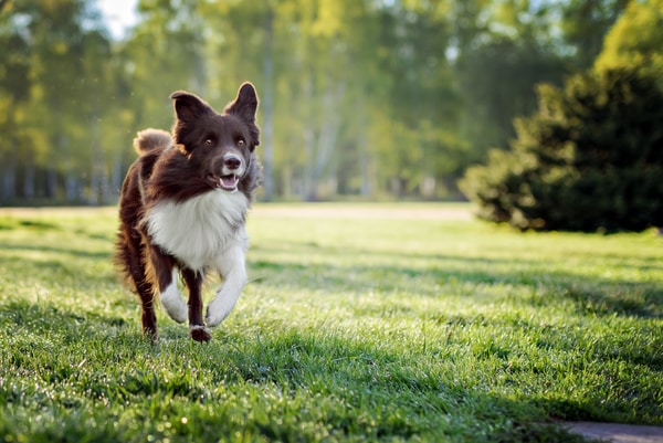 Perro corriendo desatendido en un parque