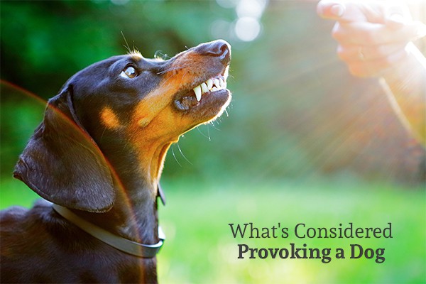 A person about to hit a dachshund while the dog is snarling at them