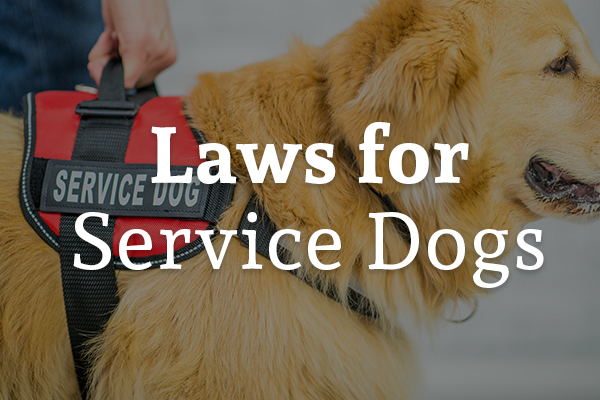 A service dog is supporting its owner with the words, laws for service dogs.