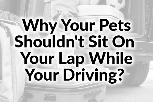 A picture of a dog and some luggage in front of a car with the words, "why your pets shouldn